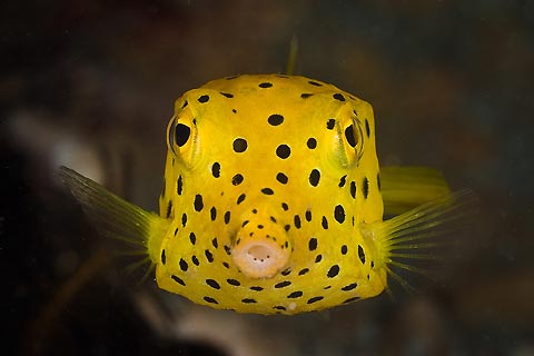 Yellow Spotted Boxfish admired and not eaten here So much to see under 