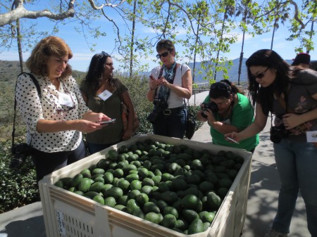 Avocados 077