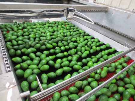 Avocados 126