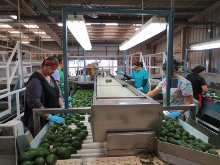 Avocados 132