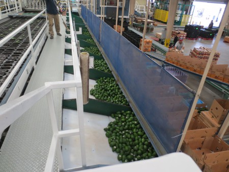 Avocados 142