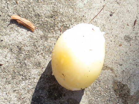 Frozen Egg 017