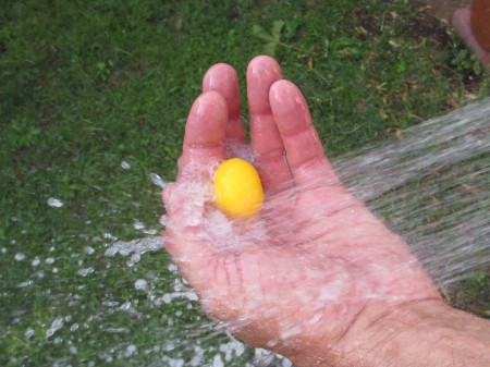 Frozen Egg 032