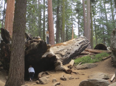 Sequoia 001