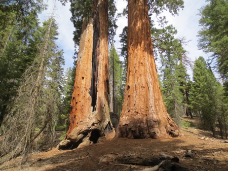 Sequoia 076