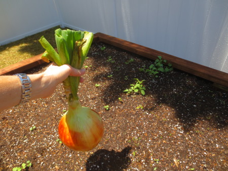 Giant Onion
