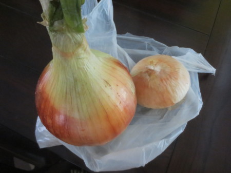 Onion Size Scale