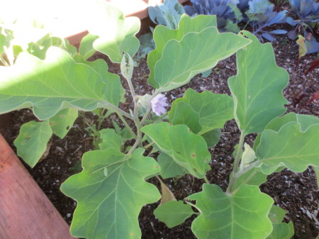 Eggplant Growing