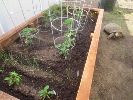 Early Growth