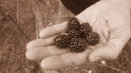 Blackberries