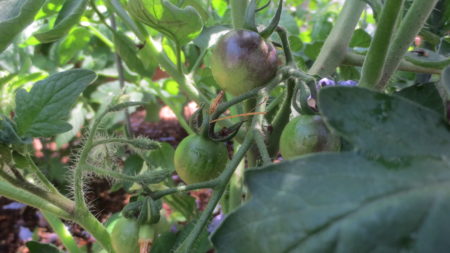Tomatoes