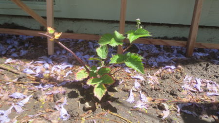 Boysenberries