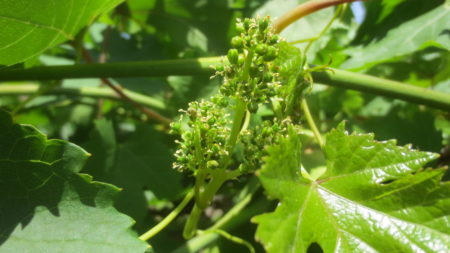 Grapes