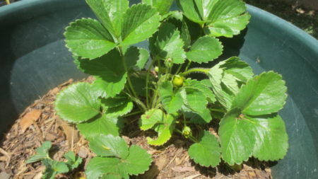 Strawberries