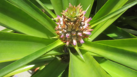 Pineapple