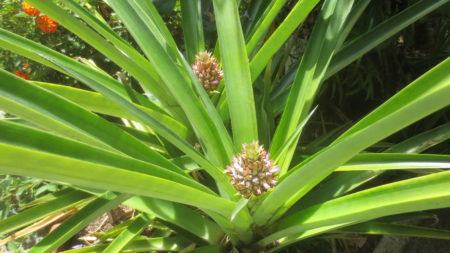 Pineapples