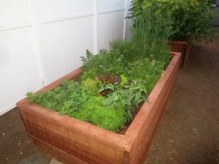 Fennel, Herbs and more