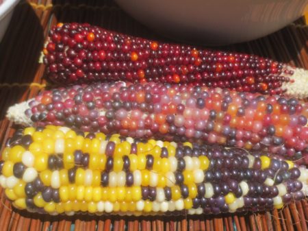 Autumn Corn