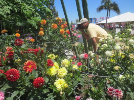 Photographing Flowers